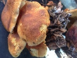 Gymnopilus thiersii image