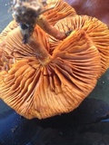 Gymnopilus thiersii image