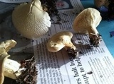 Leucopaxillus albissimus image