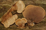 Steccherinum subrawakense image