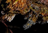 Badhamia utricularis image