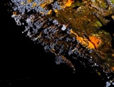 Badhamia utricularis image