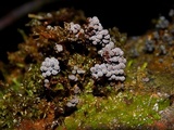 Badhamia utricularis image