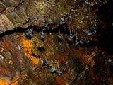 Badhamia utricularis image