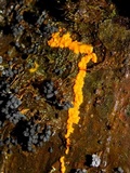 Badhamia utricularis image