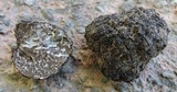 Tuber uncinatum image