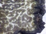 Tuber uncinatum image