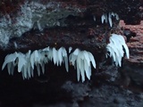 Mucronella bresadolae image