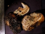 Cortinarius pinguis image