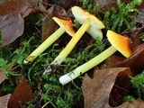 Hygrocybe acutoconica image