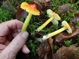 Hygrocybe acutoconica image