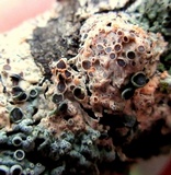 Nectriopsis parmeliae image