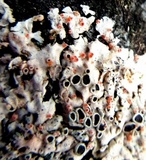 Nectriopsis parmeliae image