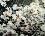 Nectriopsis parmeliae image