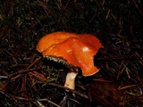 Cystodermella cinnabarina image
