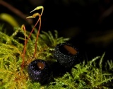 Pseudoplectania nigrella image