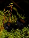 Pseudoplectania nigrella image
