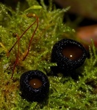 Pseudoplectania nigrella image