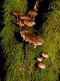 Mycena maculata image