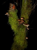 Mycena maculata image