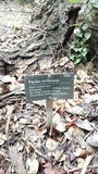 Pleurotus populinus image