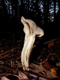 Helvella maculata image