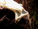 Helvella maculata image