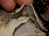Helvella maculata image