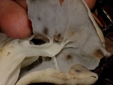 Helvella maculata image