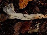 Helvella maculata image
