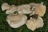 Clitopilus prunulus image