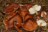 Rhodocollybia butyracea image