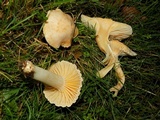 Cuphophyllus pratensis image