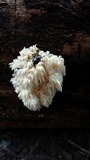 Hericium abietis image