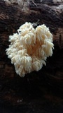 Hericium abietis image