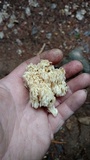 Hericium abietis image
