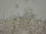 Mycena galopus var. galopus image