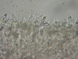 Mycena galopus var. galopus image