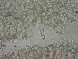 Mycena galopus var. galopus image