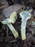 Pulveroboletus frians image