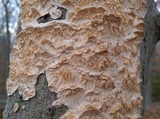 Irpex lacteus image