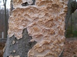 Irpex lacteus image