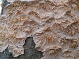 Irpex lacteus image