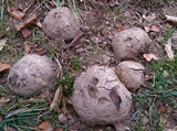 Scleroderma polyrhizum image