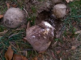 Scleroderma polyrhizum image
