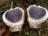 Scleroderma polyrhizum image