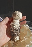 Amanita magniverrucata image