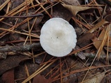 Leucocybe candicans image