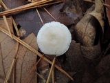 Leucocybe candicans image
