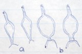 Psilocybe tasmaniana image